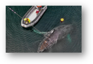 Port of Duqm SDG Whale Management Port of Duqm Whale Rescue